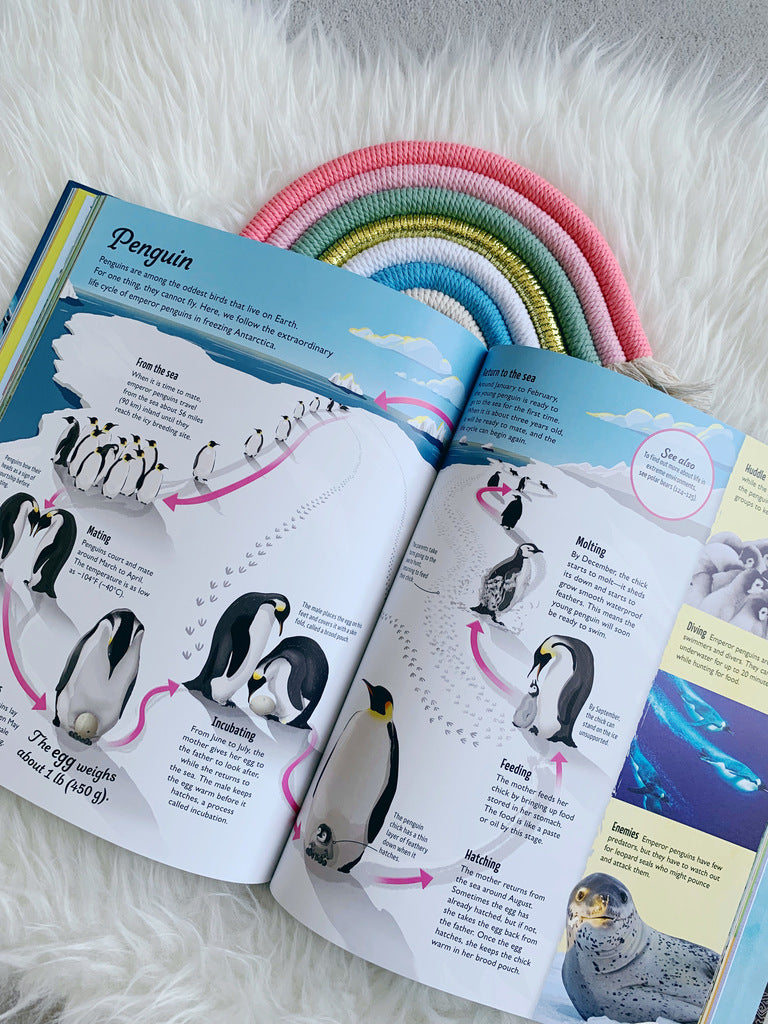 Life Cycles : Everything from Start to Finish